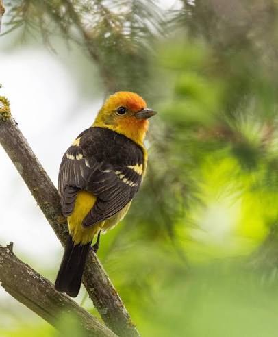 Meet the Western Tanager