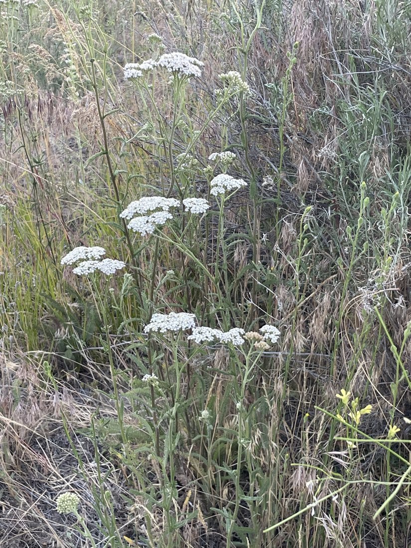 Common Yarrow at Train Mountain