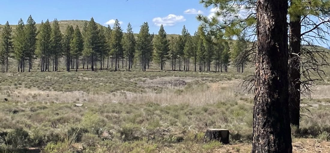 Ponderosa Pine at Train Mountain